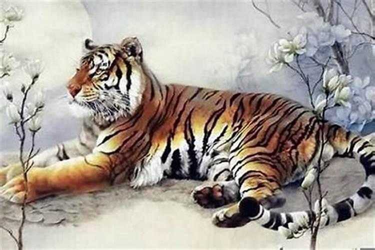 揭秘本命年的虎：八字命理中的神秘力量